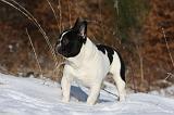BOULEDOGUE FRANCAIS 961